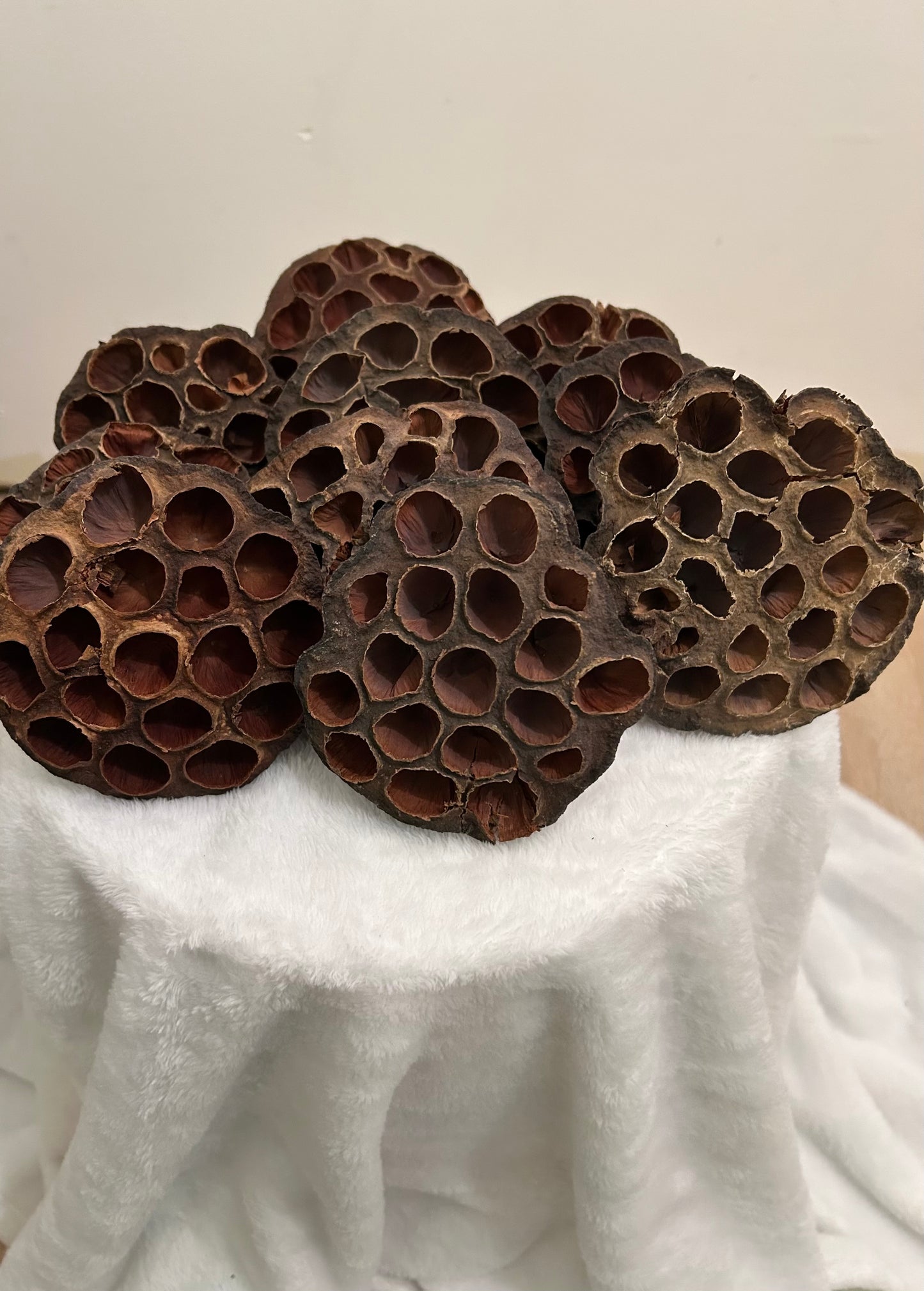 Lotus pods 6 count.
