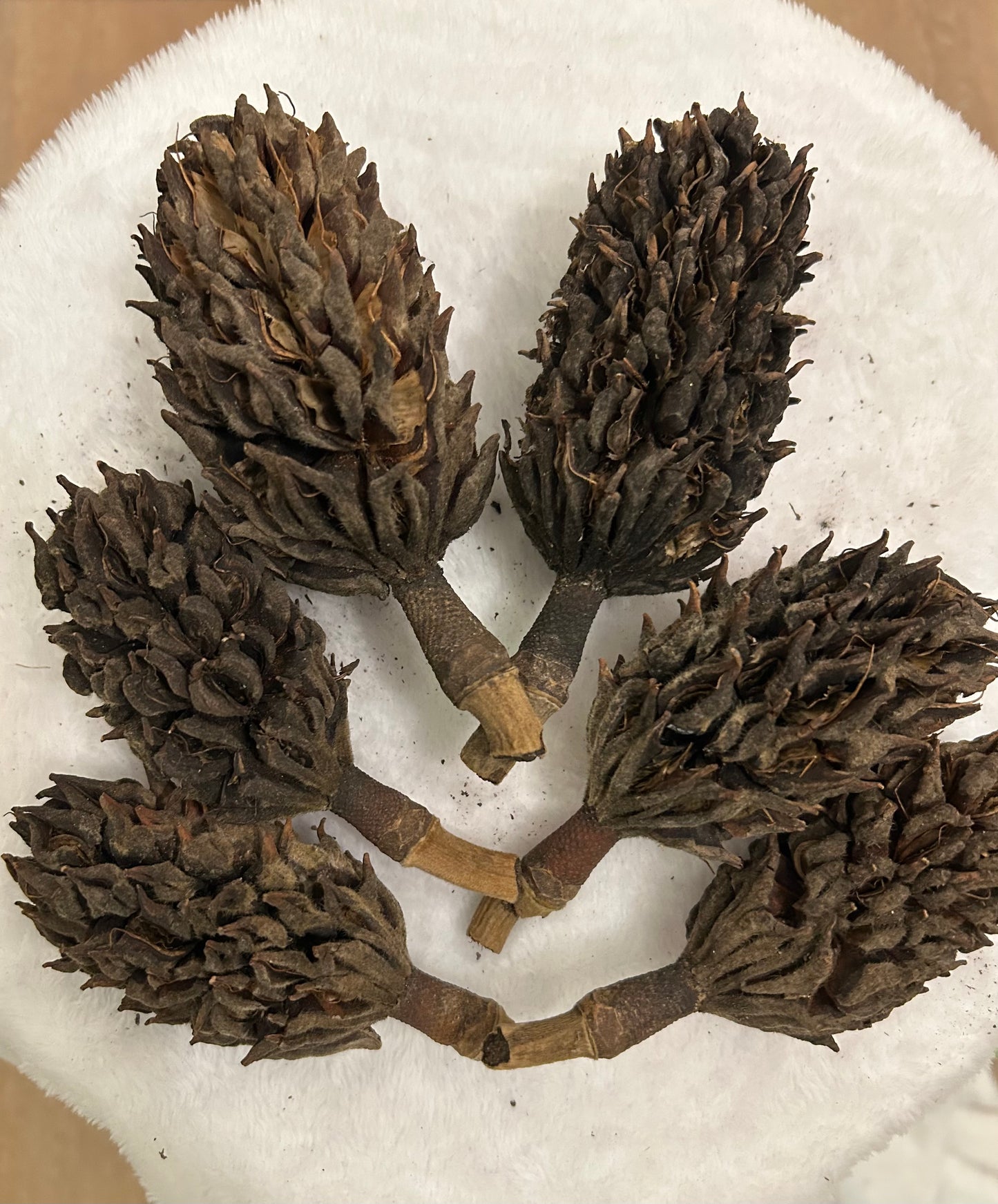 Magnolia pods 10 count.