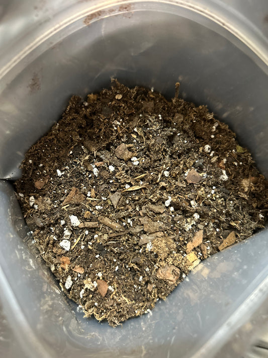 Substrate 1 gallon