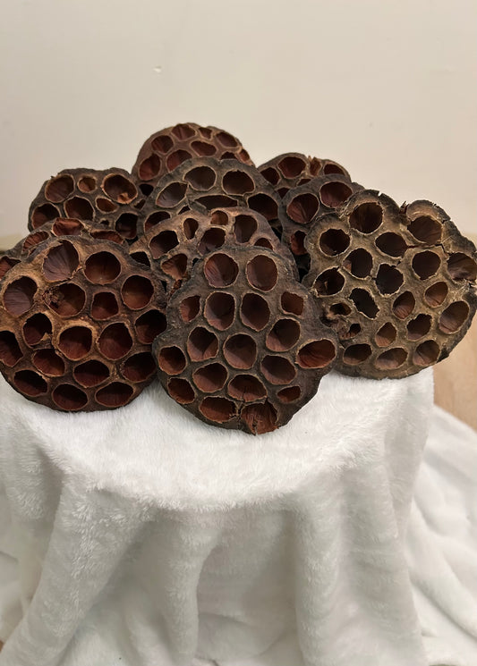 Lotus pods 6 count.