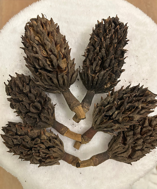 Magnolia pods 10 count.
